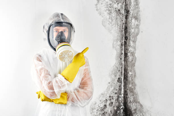 Best Attic Mold Removal  in North Lakeport, CA