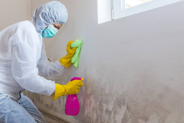  North Lakeport, CA Mold Removal & Remediation Pros