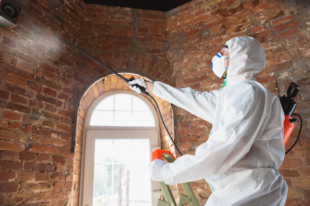 Best Attic Mold Removal  in North Lakeport, CA